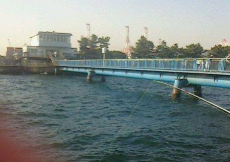 大サバ　キャッチ